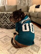 Hamlet with Pawsitively Purrfect Rescue out of Nesquehoning celebrating the Eagles win.